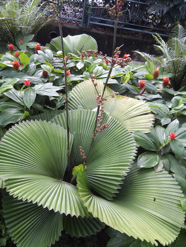 Licuala peltata