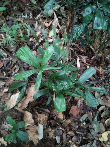 Licuala triphylla