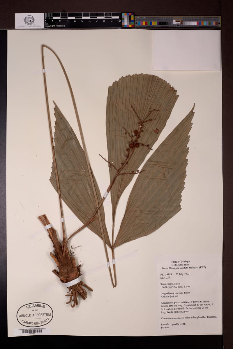 Licuala triphylla — photo