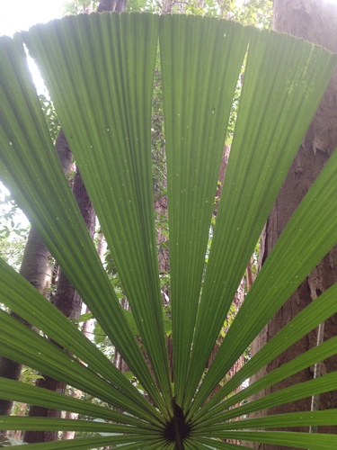 Licuala valida (Pala) — photo