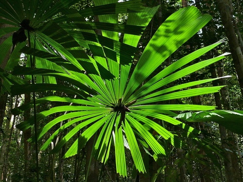 Licuala valida (Pala) — photo
