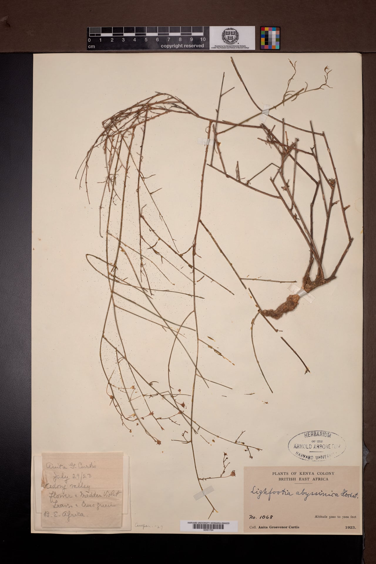 Lightfootia abyssinica