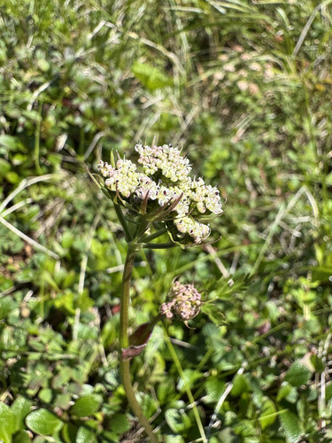 Ligusticum ajanense (False Snow-parsley) — photo