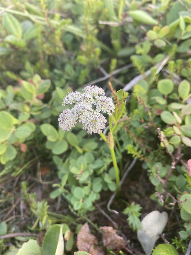 Ligusticum ajanense (False Snow-parsley) — photo