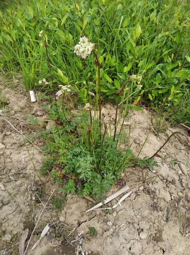 Ligusticum ajanense