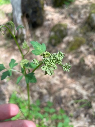 Ligusticum californicum (California licorice root) — photo