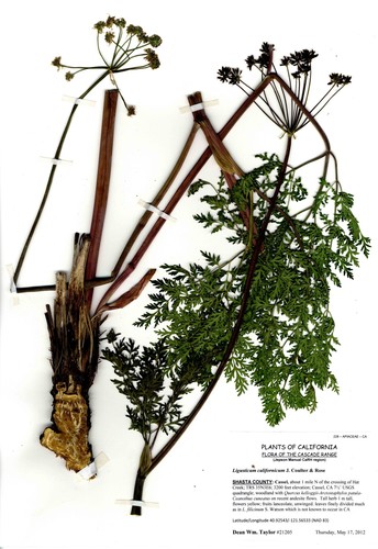Ligusticum californicum