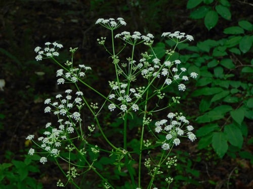 Ligusticum canadense (Canadian licorice root) — photo