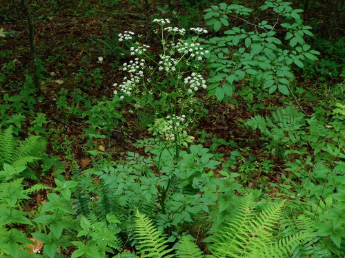 Ligusticum canadense (Canadian licorice root) — photo