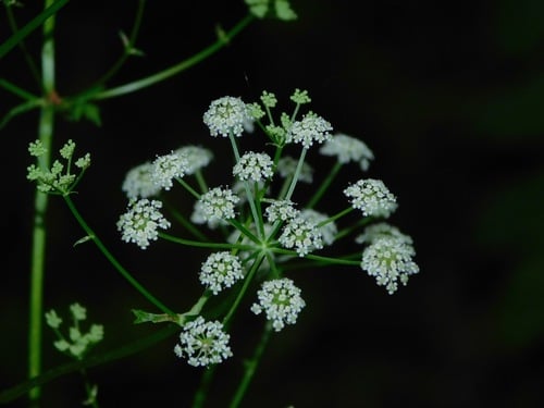 Ligusticum canadense