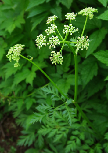 Ligusticum grayi (Gray's licorice root) — photo