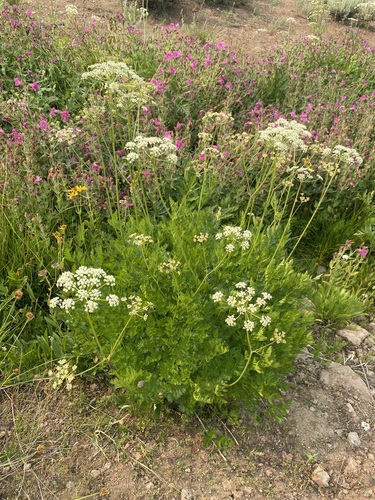 Ligusticum grayi (Gray's licorice root) — photo
