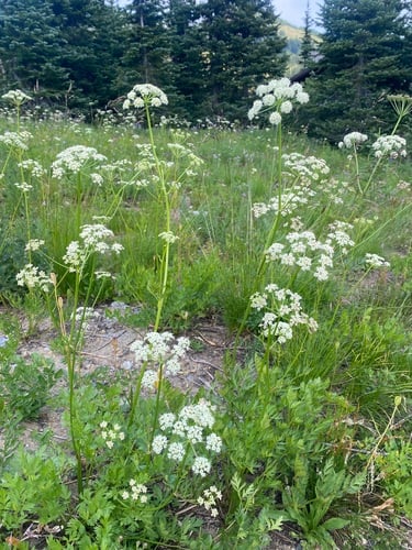 Ligusticum grayi