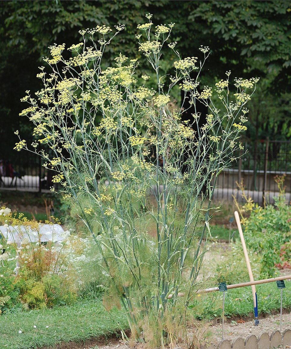 Ligusticum officinale — photo