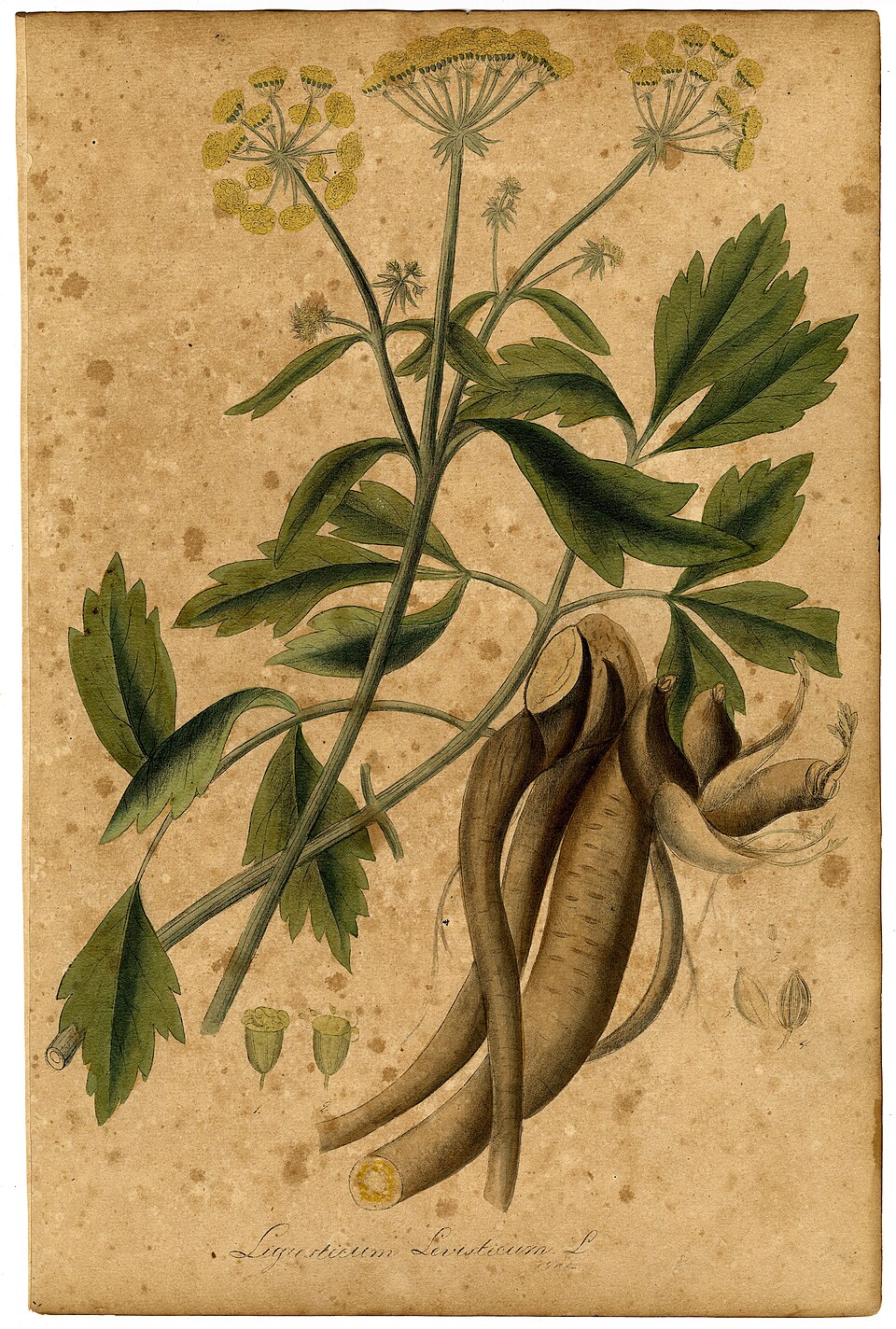 Ligusticum officinale