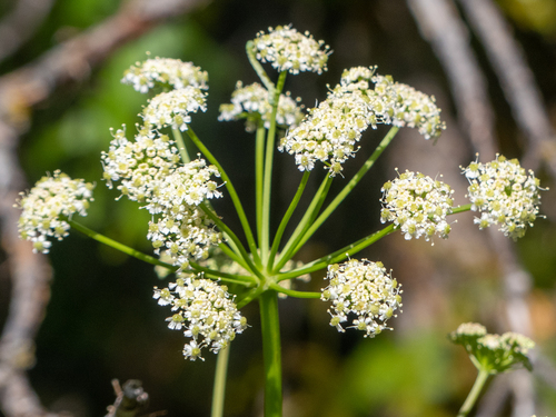 Ligusticum porteri (Porter's licorice root) — photo
