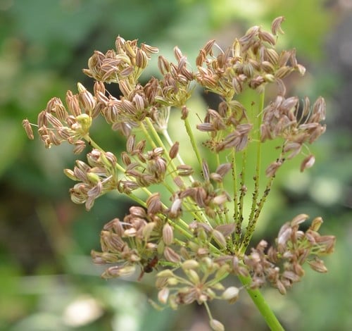 Ligusticum porteri (Porter's licorice root) — photo