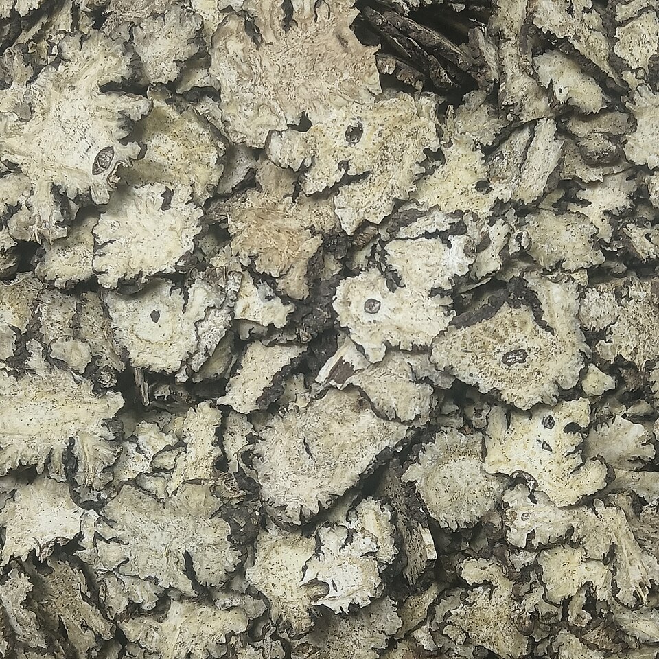 Ligusticum sinense