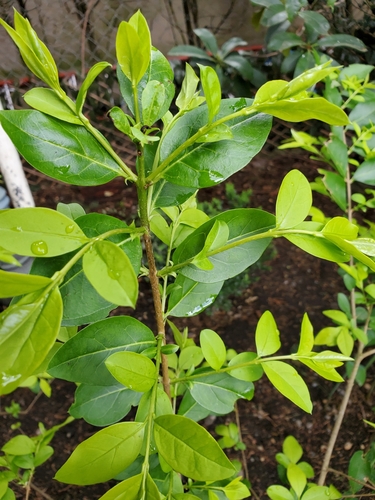 Ligustrum ovalifolium — photo