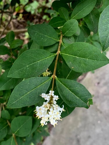 Ligustrum ovalifolium — photo