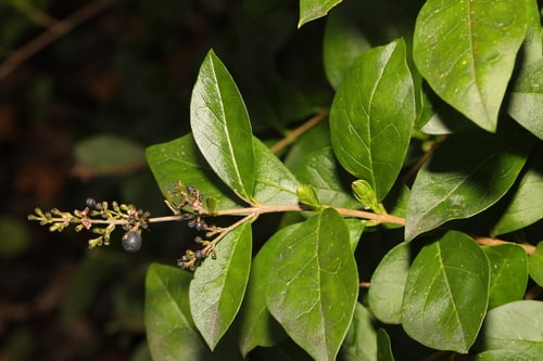 Ligustrum ovalifolium