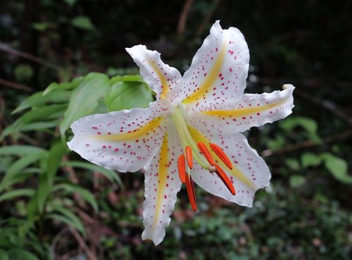 Lilium auratum var. platyphyllum — photo