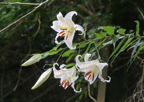 Lilium auratum var. platyphyllum — photo