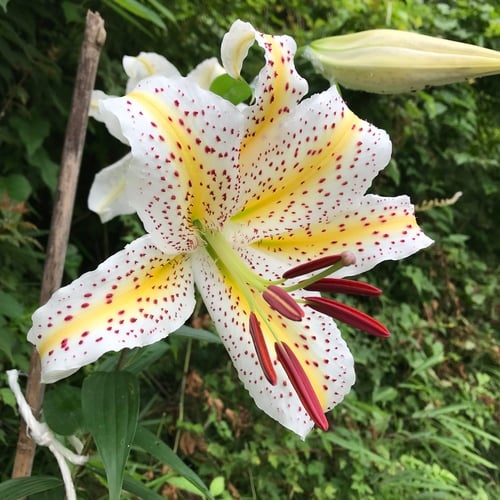 Lilium auratum var. platyphyllum