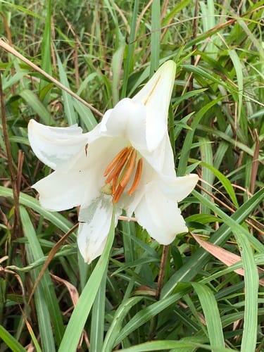Lilium brownii var. viridulum — photo