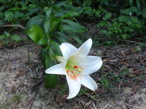 Lilium brownii var. viridulum