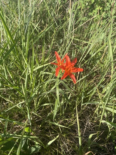 Lilium buschianum — photo