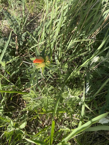 Lilium buschianum — photo