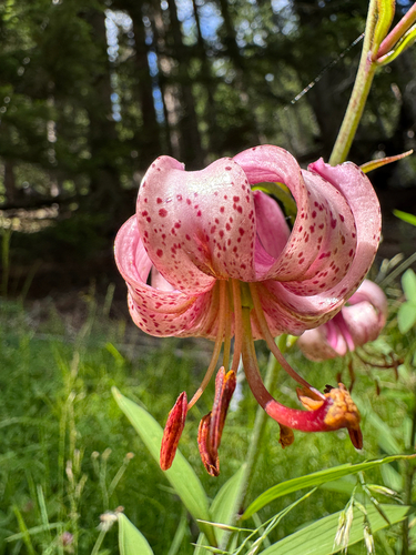 Lilium cattaniae (Katanov ljiljan) — photo