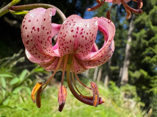 Lilium cattaniae