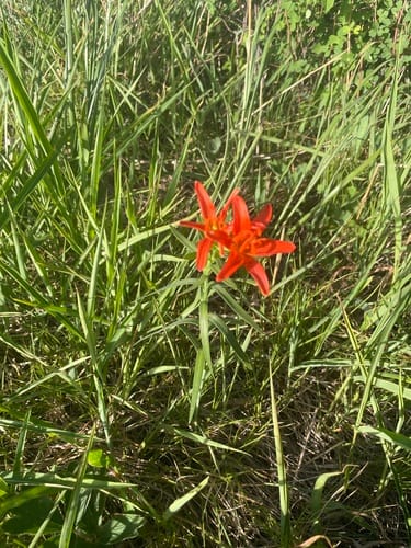 Lilium concolor var. pulchellum — photo