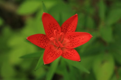 Lilium concolor var. pulchellum