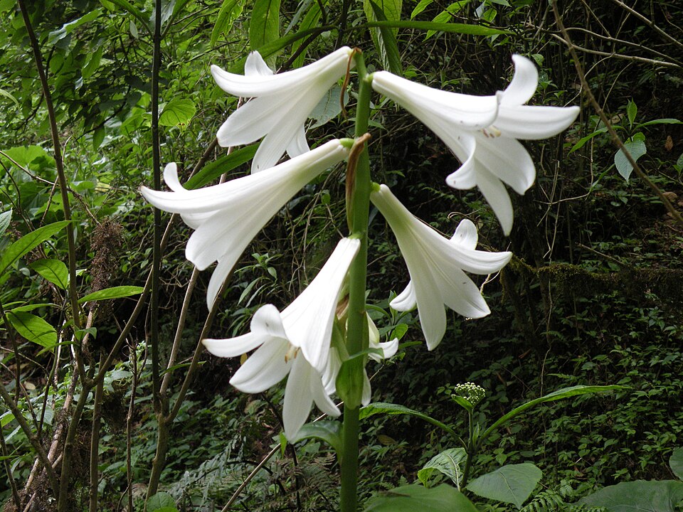 Lilium giganteum — photo