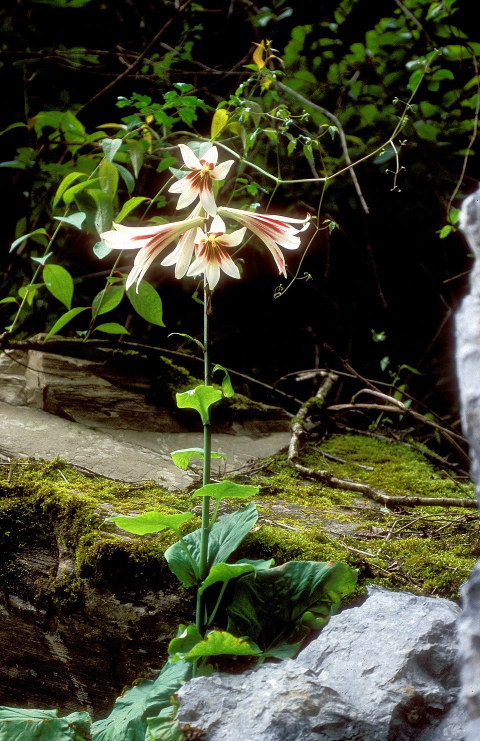 Lilium giganteum