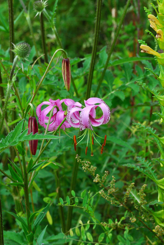 Lilium lankongense — photo