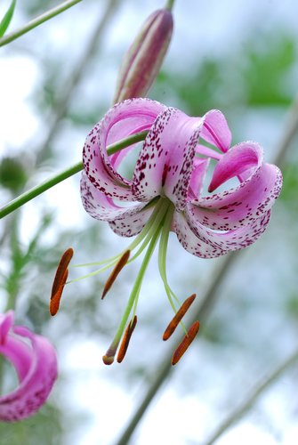 Lilium lankongense — photo