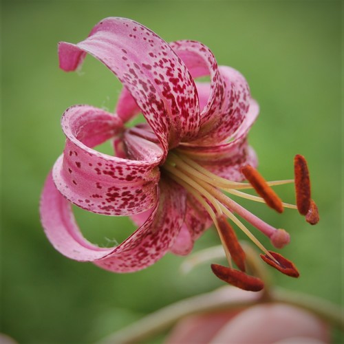 Lilium martagon var. pilosiusculum — photo
