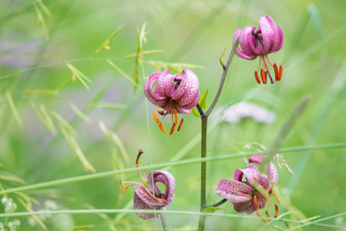 Lilium martagon var. pilosiusculum — photo
