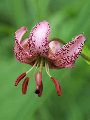 Lilium martagon var. pilosiusculum
