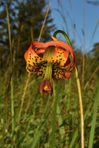 Lilium occidentale (Eureka lily) — photo
