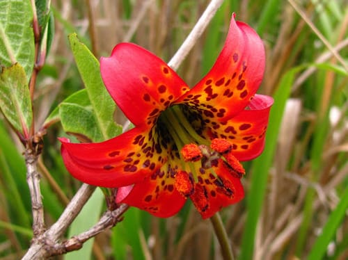 Lilium occidentale (Eureka lily) — photo