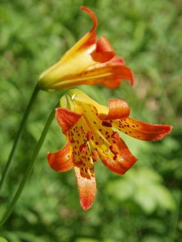 Lilium parvum (Sierran Tiger lily) — photo