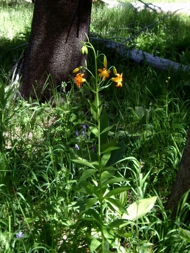 Lilium parvum (Sierran Tiger lily) — photo