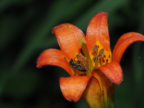 Lilium parvum