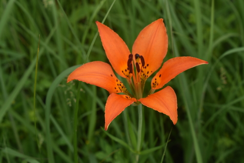 Lilium philadelphicum var. andinum (Wood lily) — photo