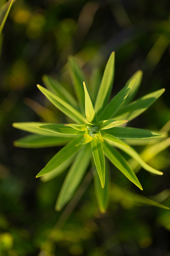 Lilium philadelphicum var. andinum (Wood lily) — photo